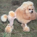 Poodle Miniature Red Fawn